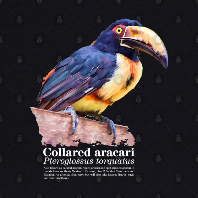 Collared aracari tropical bird white text by Ornamentum